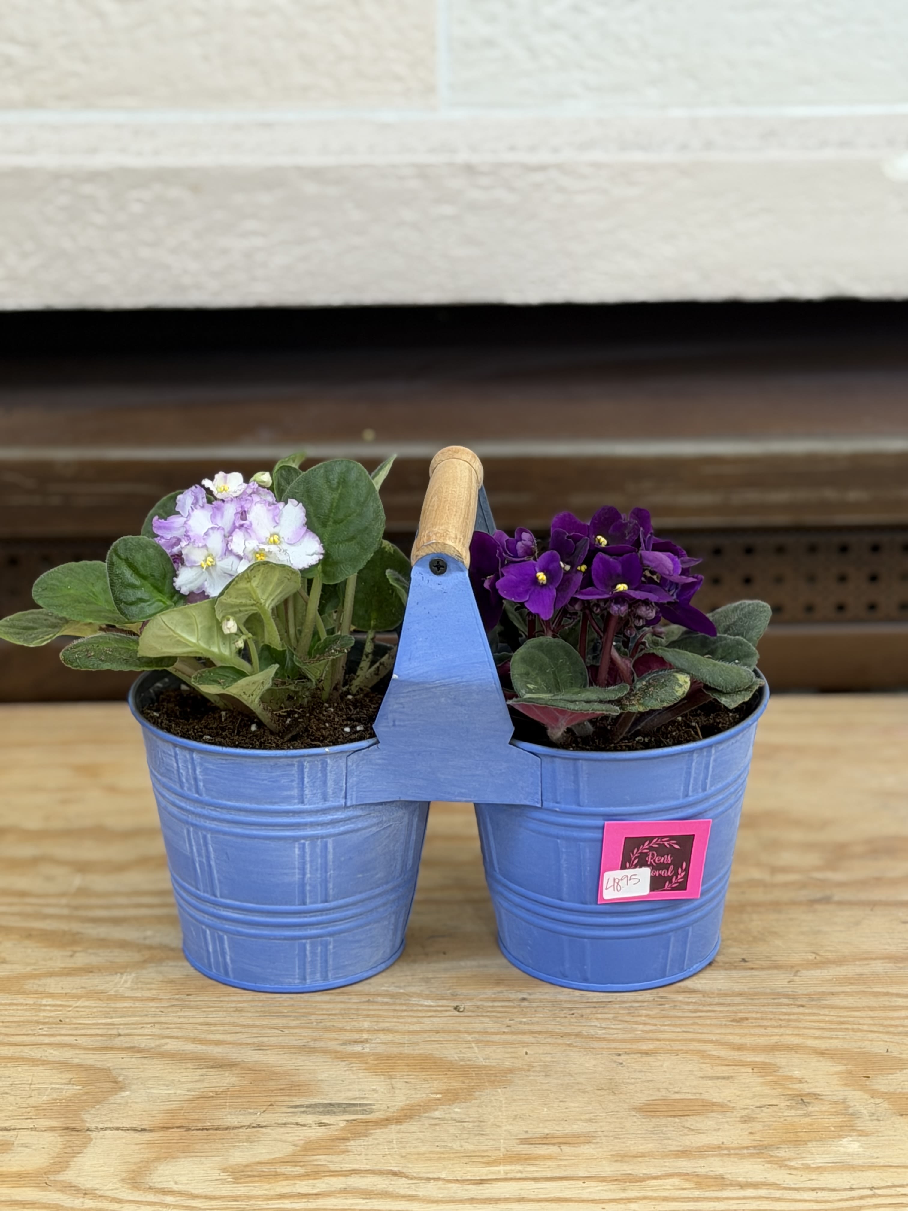 Double African Violet Planter - 2 African Violets in a double handled planter. 