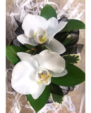 White orchid bouquet with broad green leaves and black ribbon