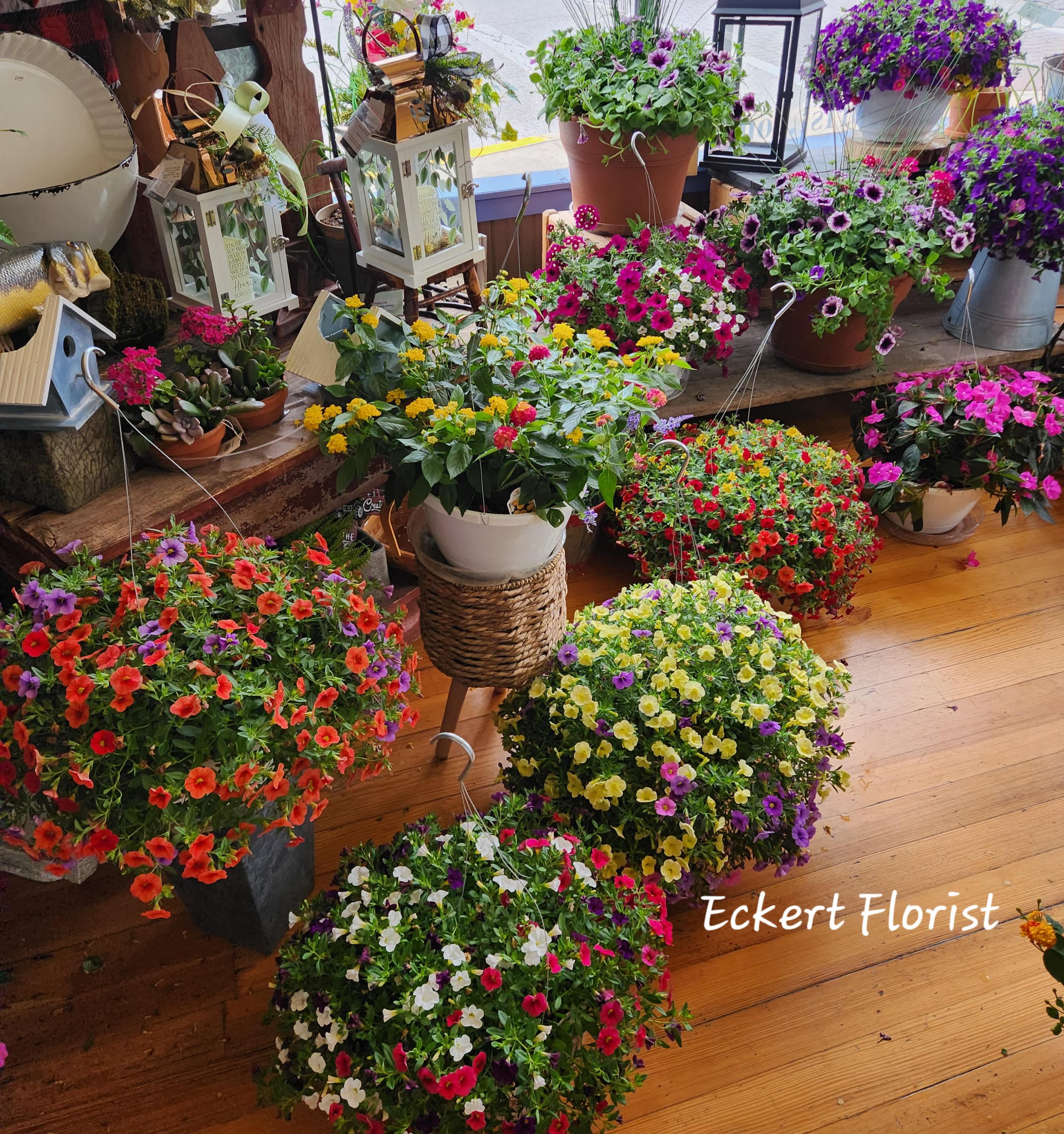 Assorted potted flowering plants in colorful blooms on a wooden floor