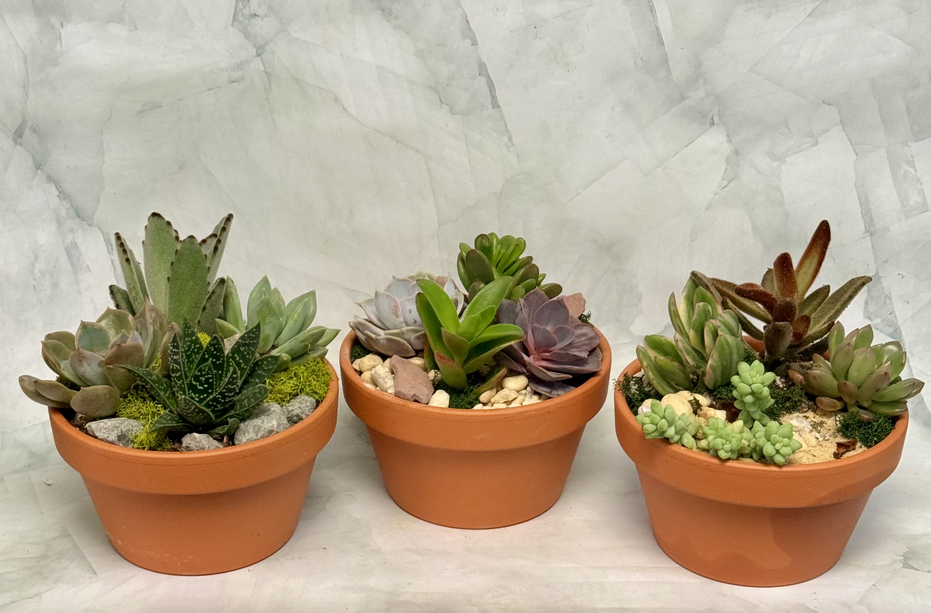 Three small succulent arrangements in orange pots