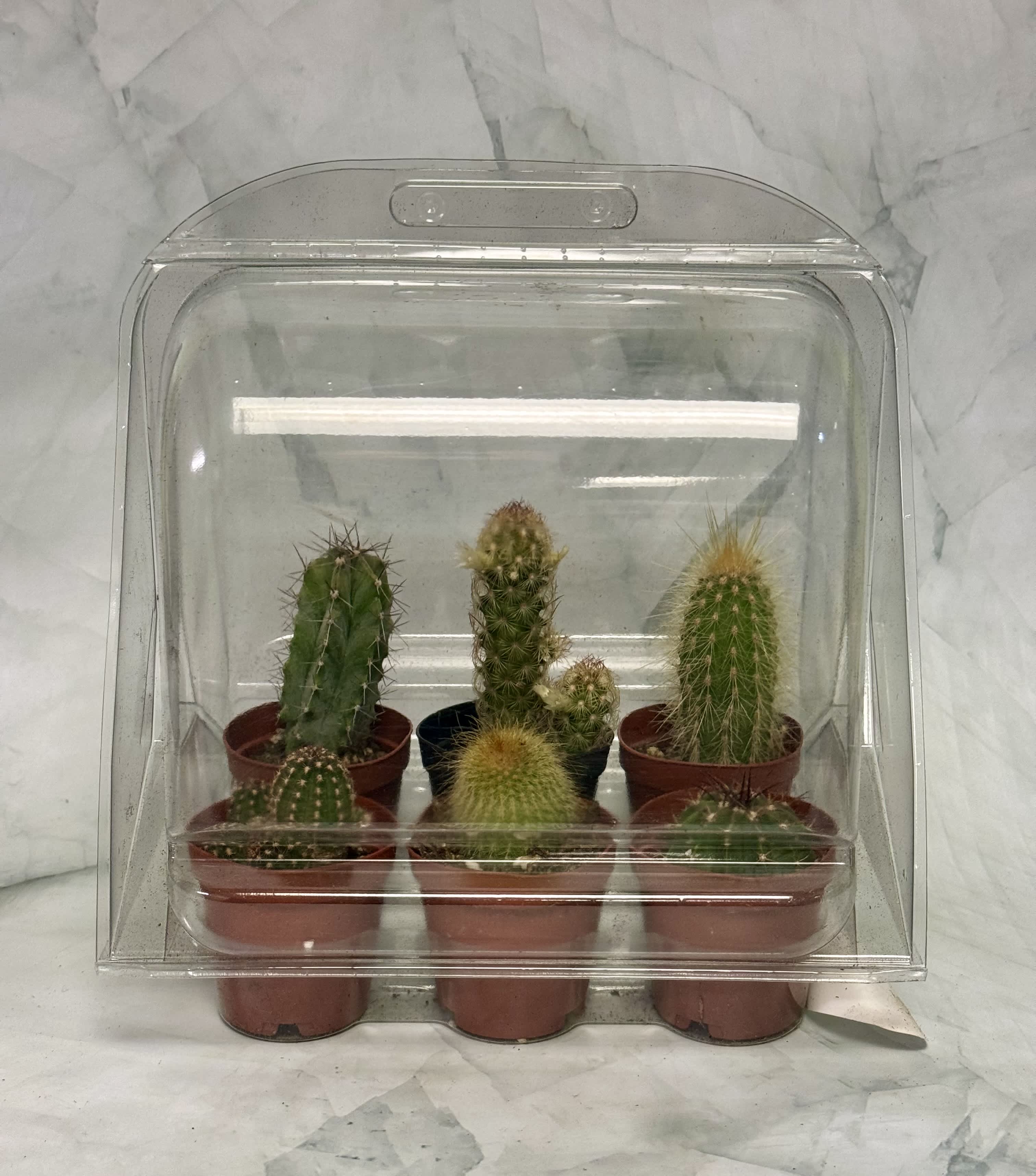 Six small potted cacti in a clear plastic cover
