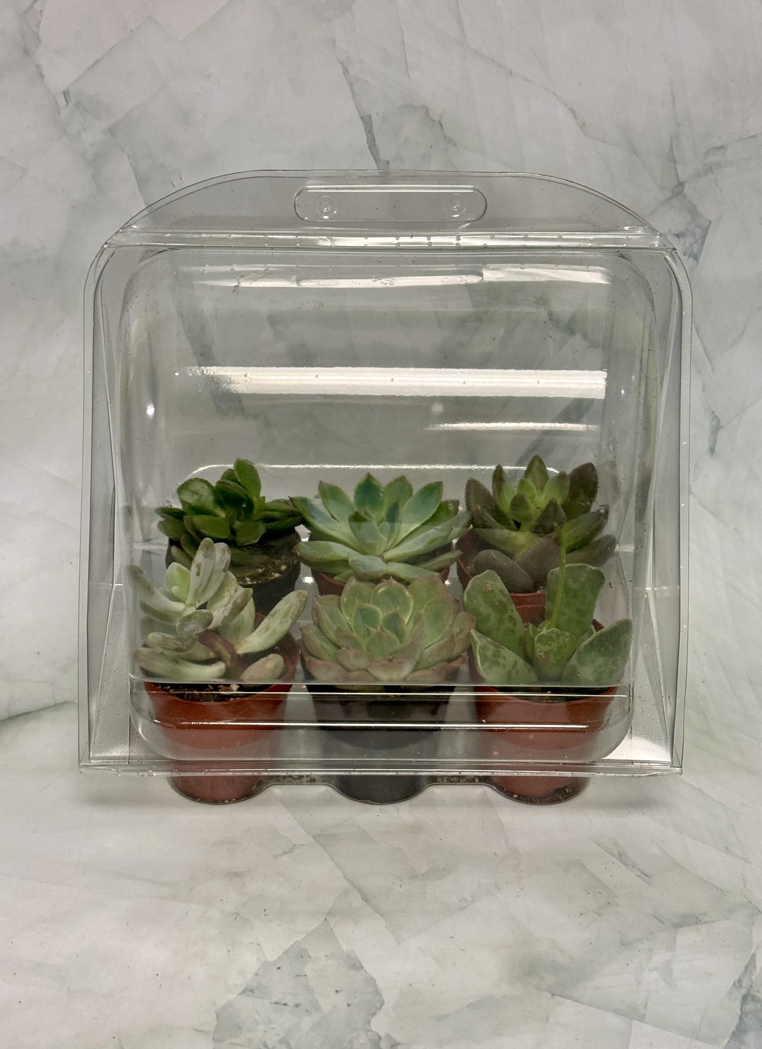 Six small succulents in a clear plastic clamshell package