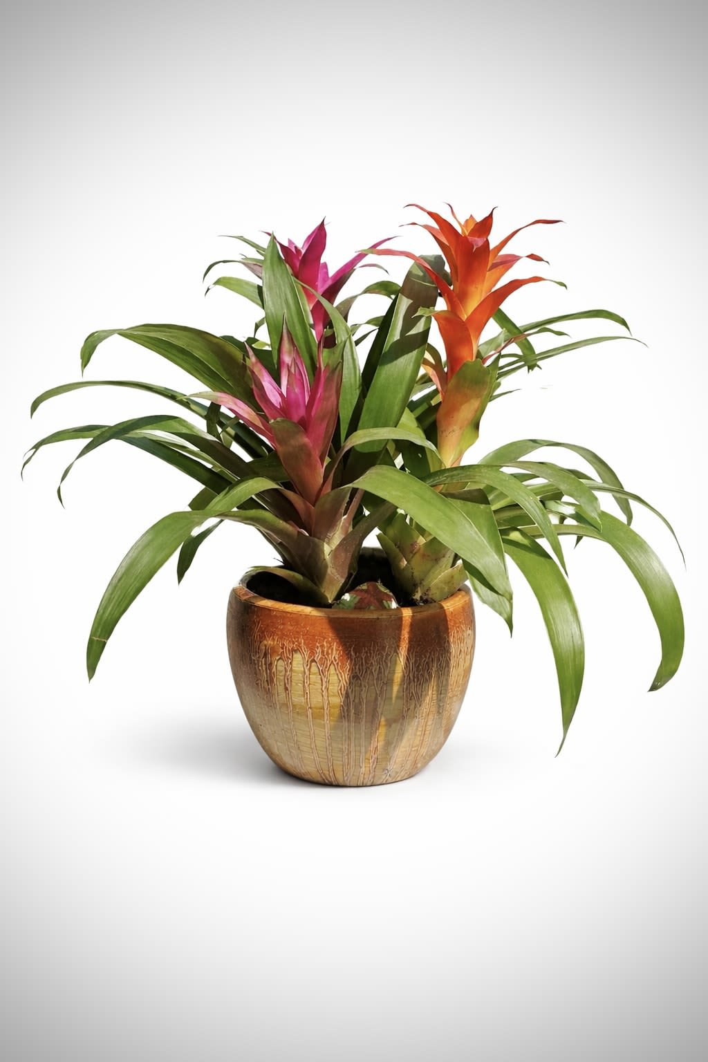 Tropical Bromeliad Garden - A bold, vibrant arrangement featuring two blooming bromeliads in rich coral and pink tones, set in a textured ceramic pot. Long-lasting, low-maintenance, and perfect for adding a modern tropical touch.  Approx. 12–14” tall | Bright, indirect light