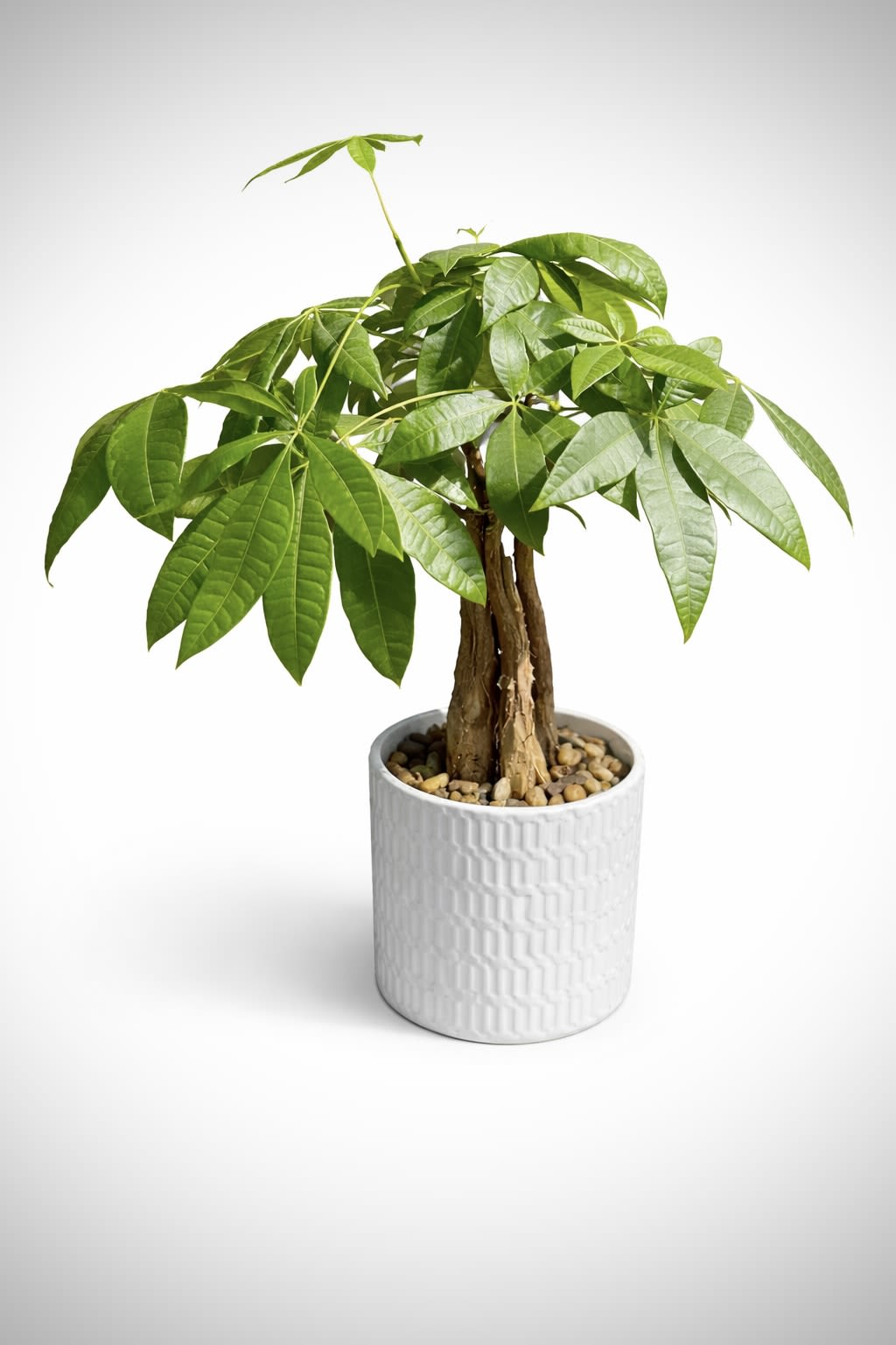 Money Tree - A modern, sculptural plant featuring a braided trunk and lush green leaves, set in a textured ceramic pot. Easy to care for and perfect for bringing a fresh, elevated feel to any space.  Approx. 12–16” tall | Bright, indirect light