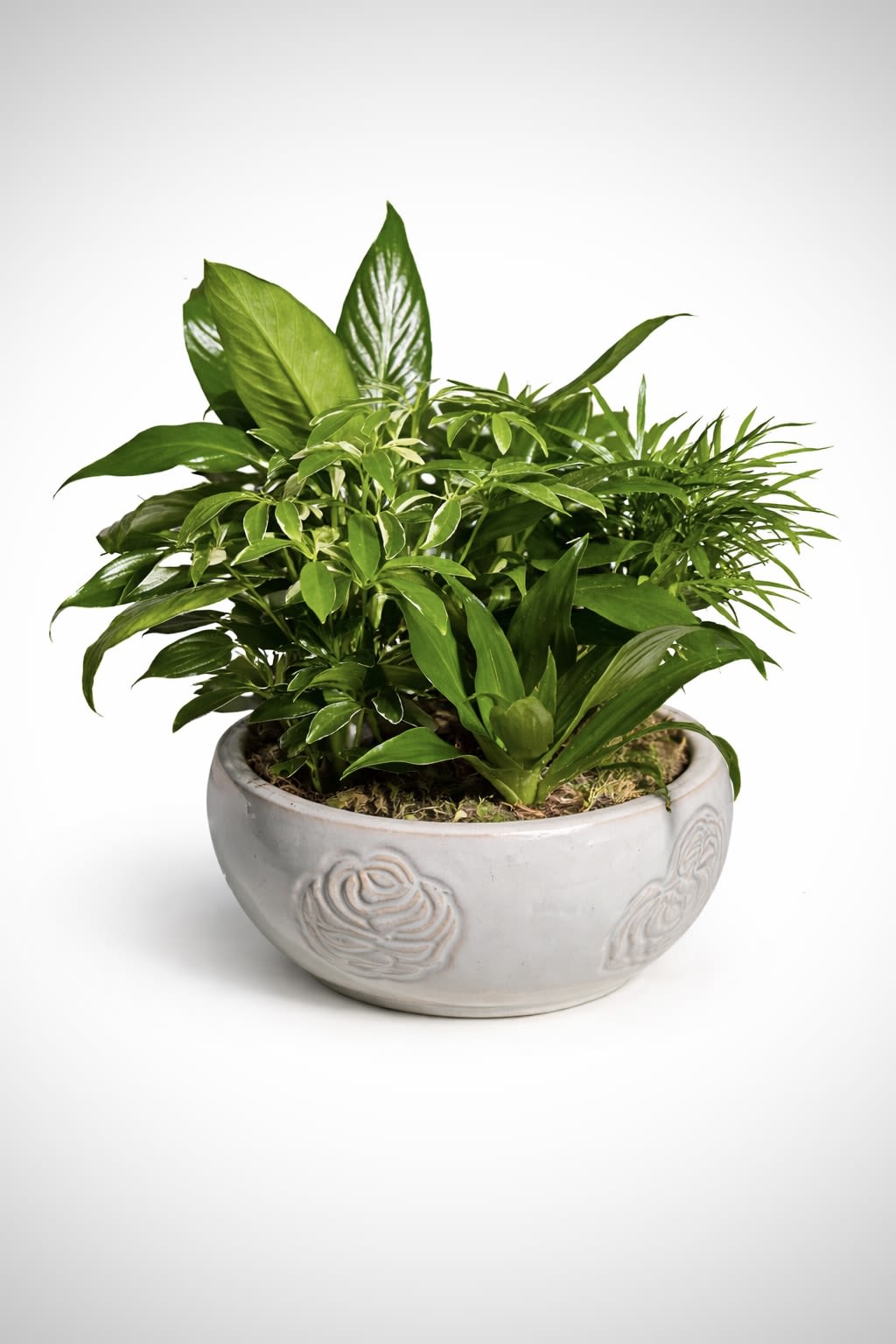 8” Mixed Dish Garden  - A lush blend of rich green foliage arranged in a decorative ceramic bowl. Full, fresh, and easy to care for—perfect