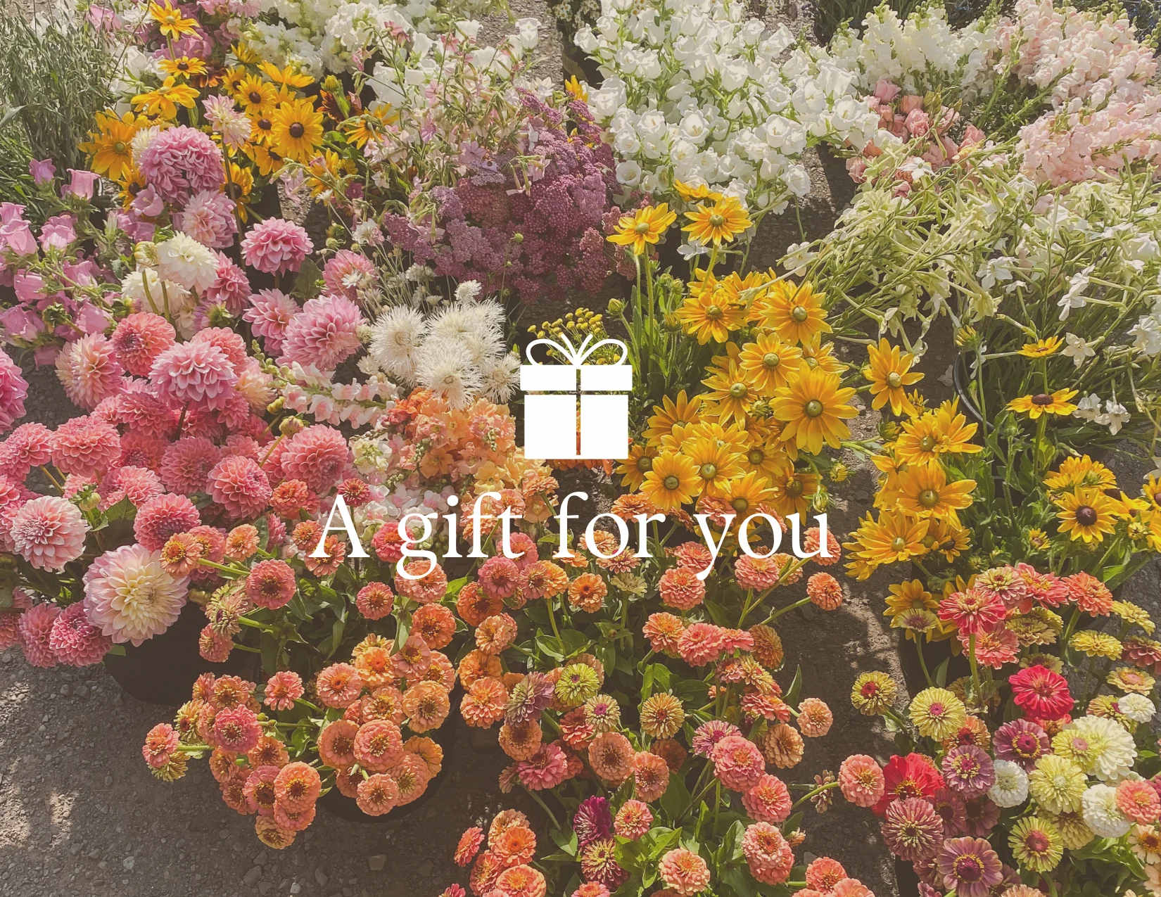 E- Gift Card - You can purchase e-gift cards to be used in our Online Store. Buy a gift card today and give the perfect gift! Choose your amount, purchase, and your recipient will instantly receive an email announcing your gift.  This gift card never expires.