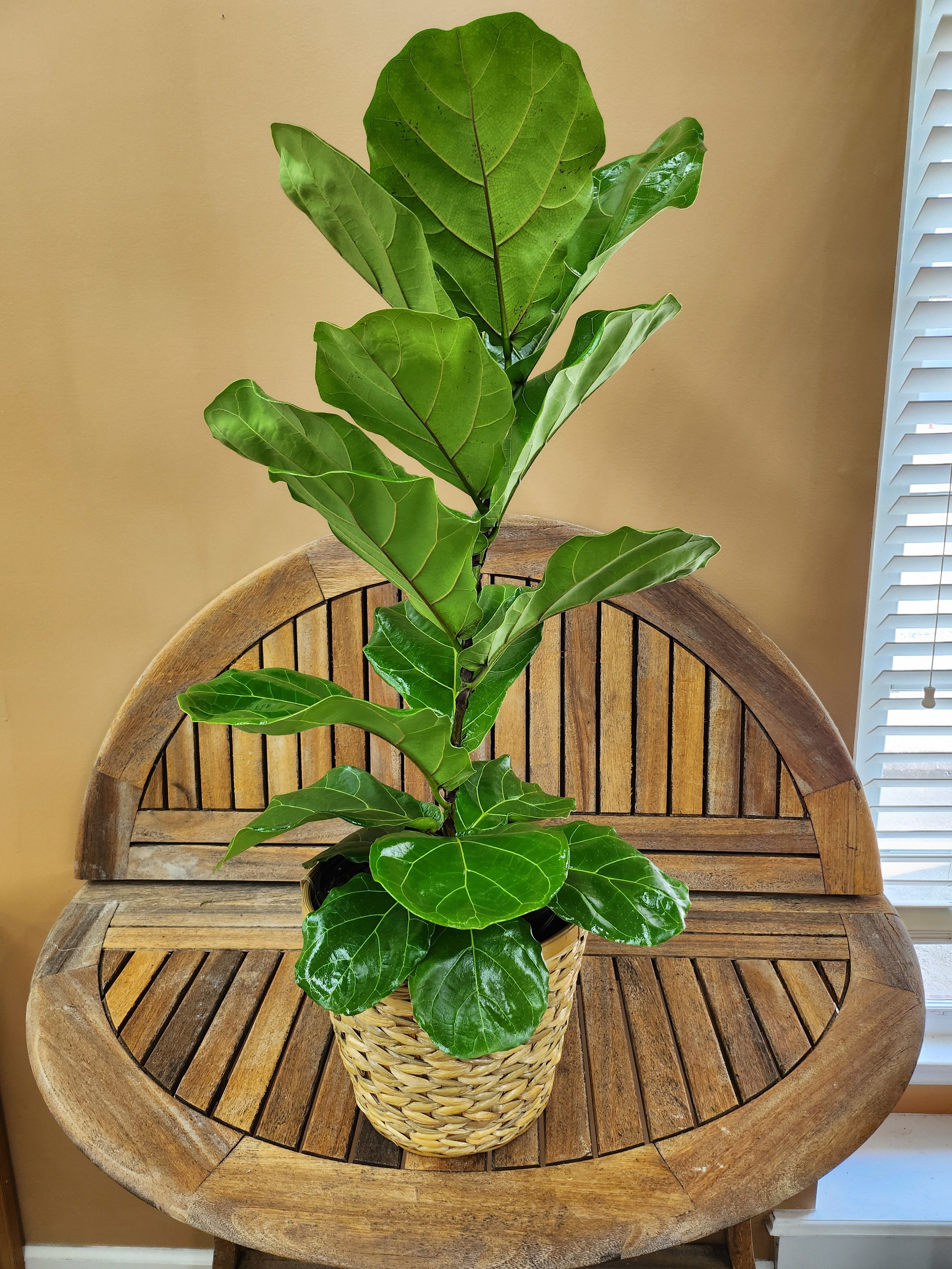 Potted fiddle leaf fig plant in a woven basket