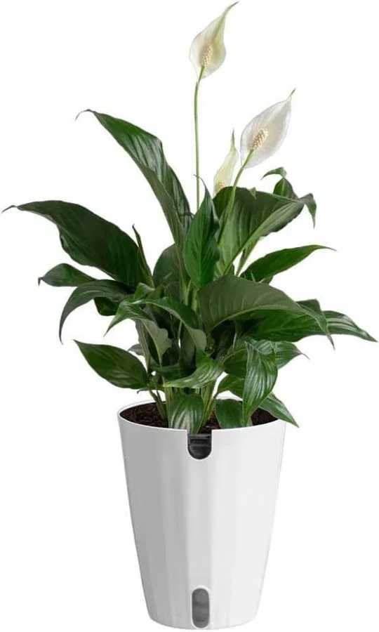 Peace Lily Planter - This Spathiphyllum Peace Lily will bring a simple flair to any homes decor.