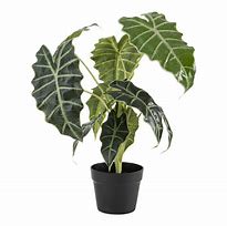 African Mask Plant  - African mask plants are stunning houseplants. They often feature dark, shield-shaped foliage that may be accentuated by white veins running throughout the leaves. 