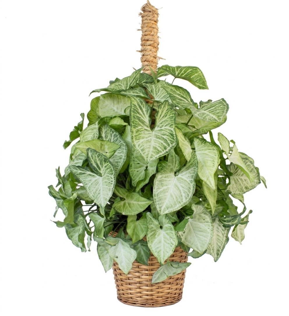 Potted arrowhead plant in a woven basket with a rope-wrapped support pole