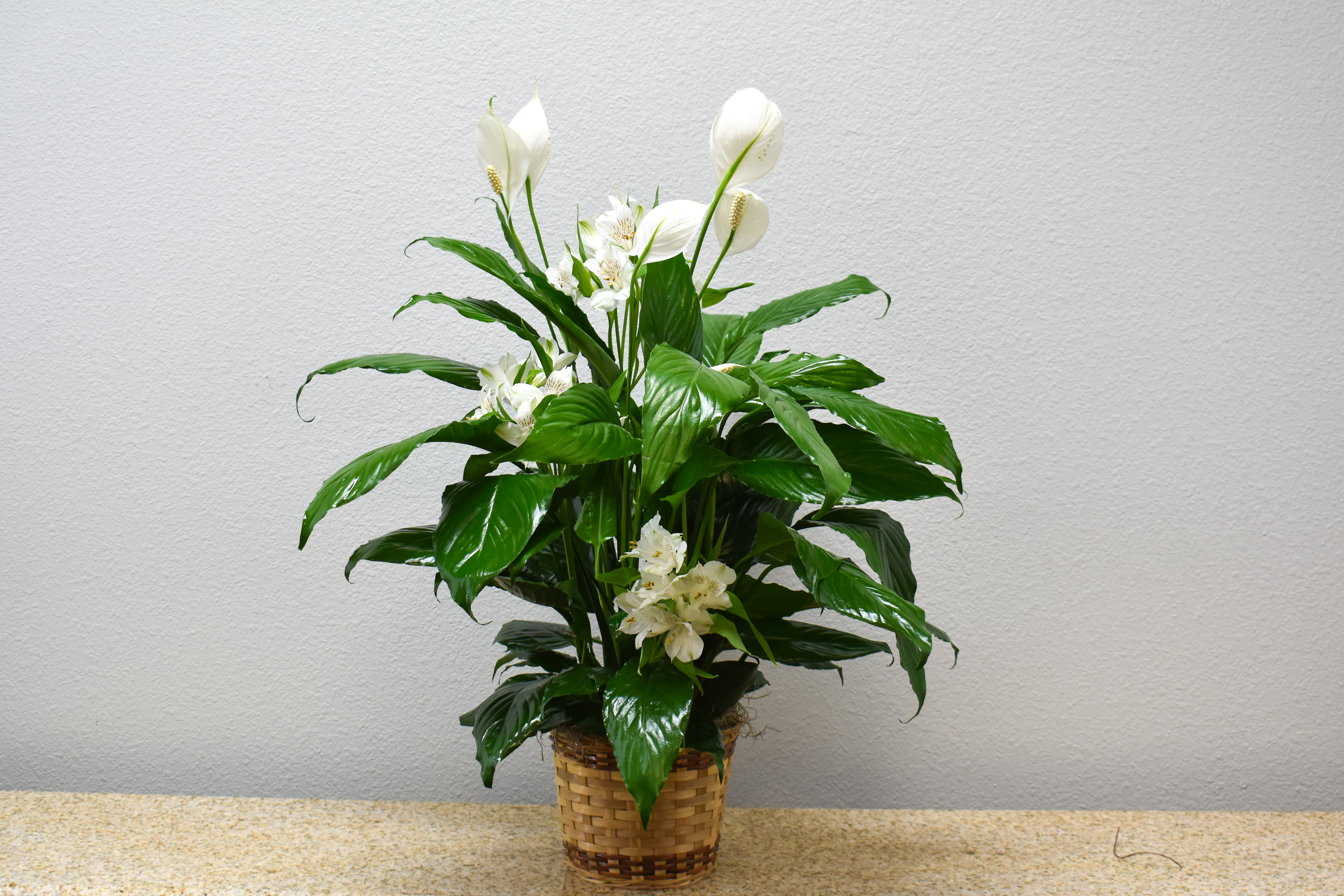 White peace lilies in a woven basket planter