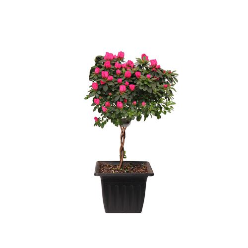 Azalea Tree - Blooming Azalea Tre in 8" pot
