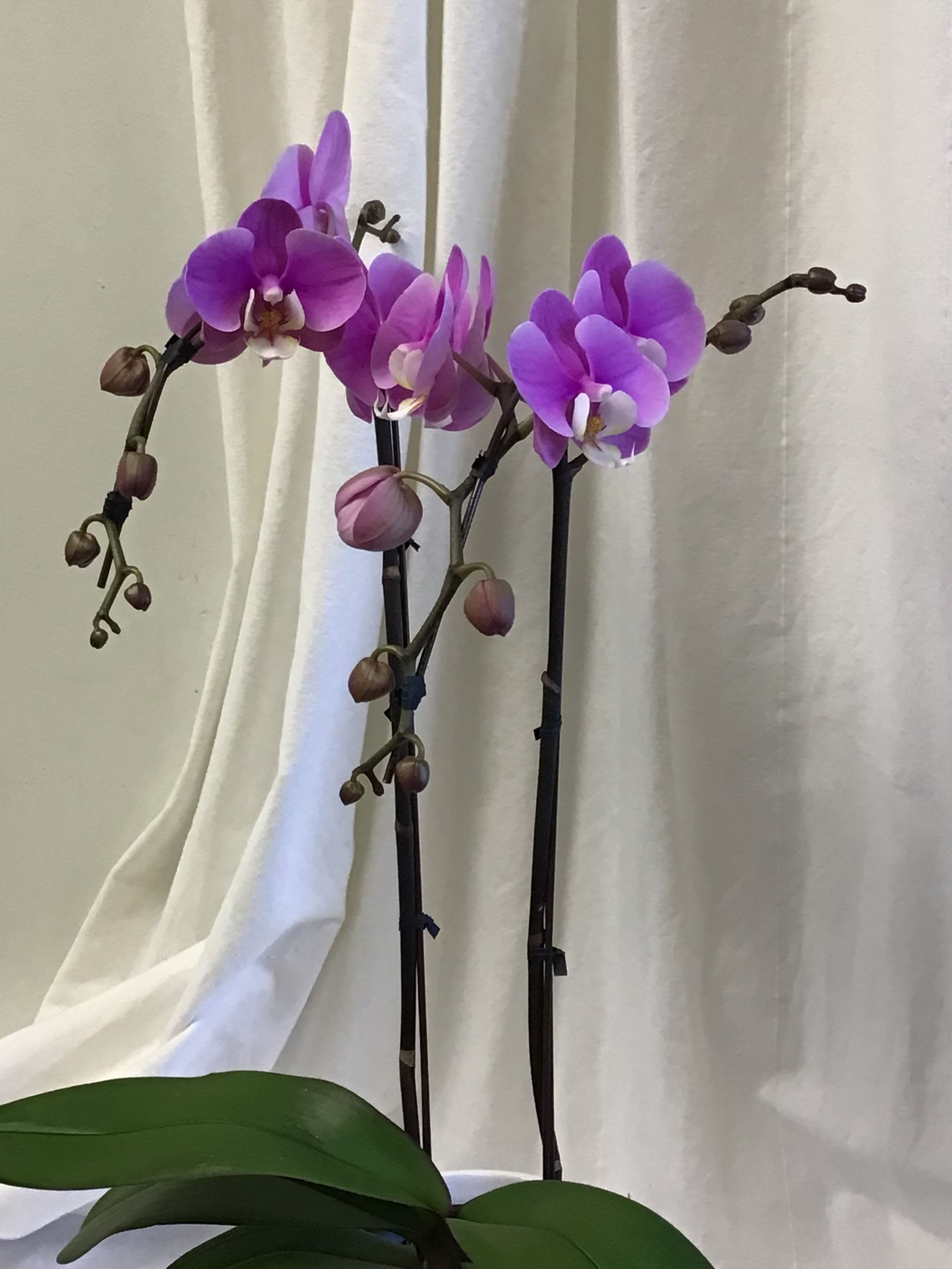 Shades of pink two stem phalenopsis orchid plant - A medium size two stem or orchid plant in shades of pink. The plant is easy care and will bloom two to four months. This plant comes in a ceramic pot and will be decorated ready for gift giving