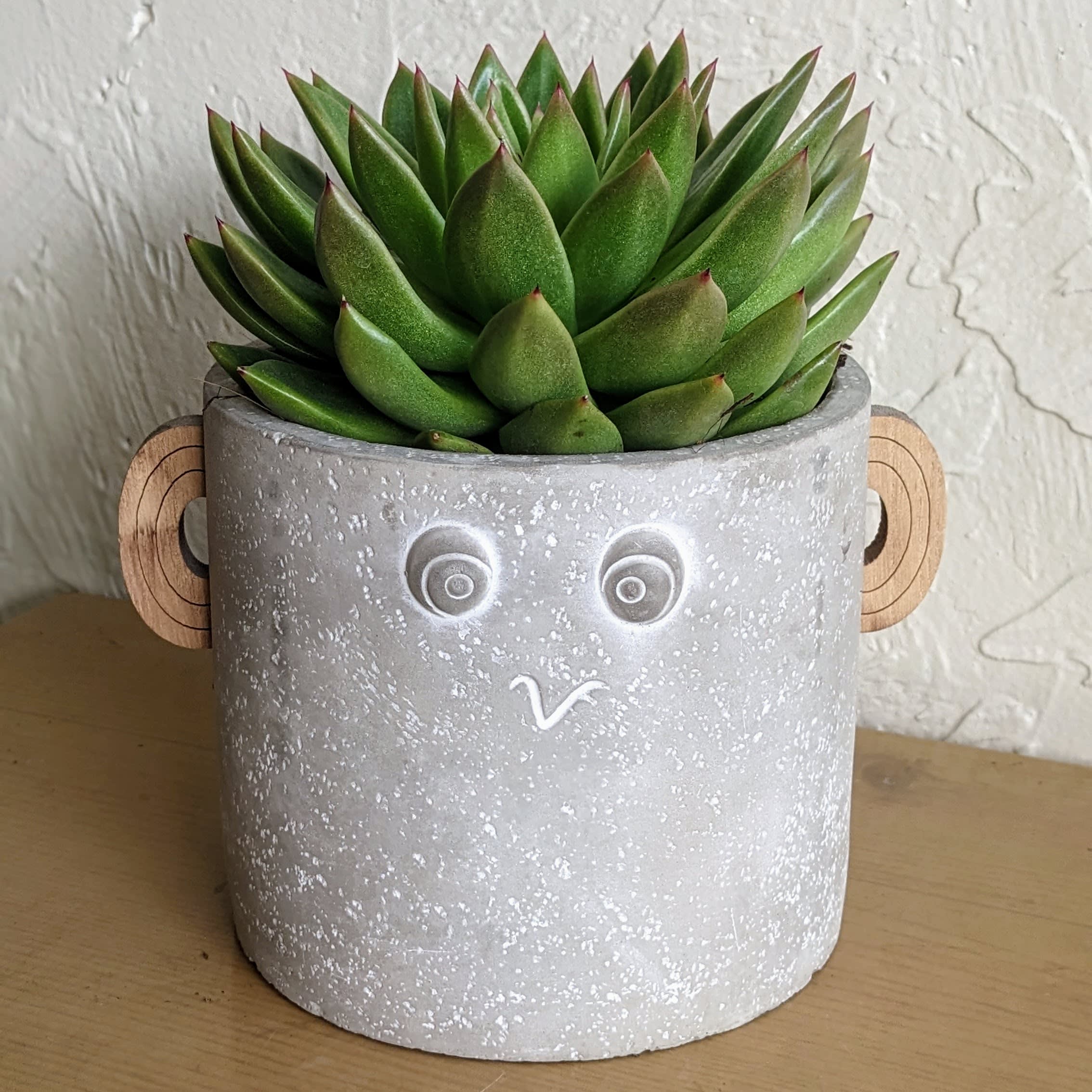 Potted green succulent in a gray face planter with wooden ears