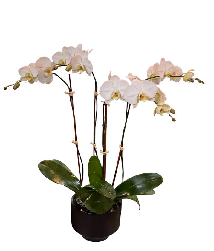 White orchids in a black pot with glossy green leaves