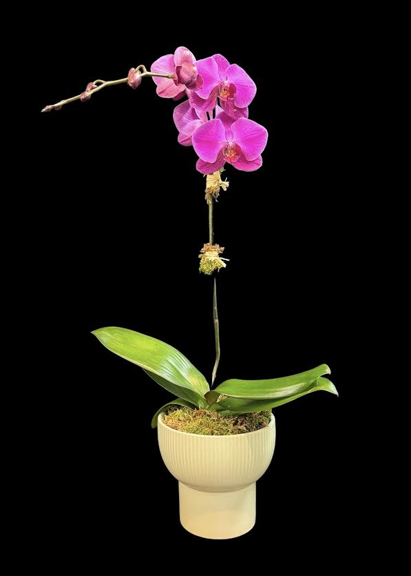 Pink orchid plant in a cream pot against a black background