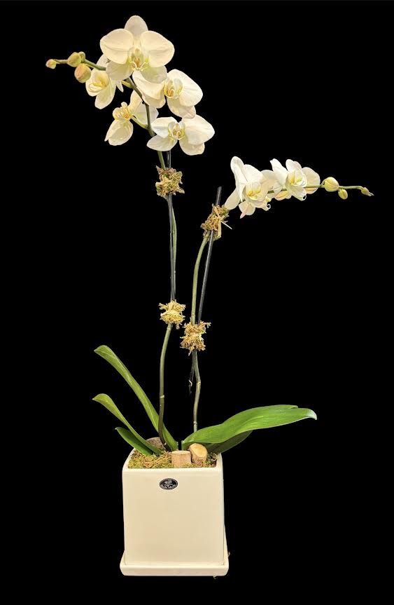 White orchid plant in a square ceramic pot