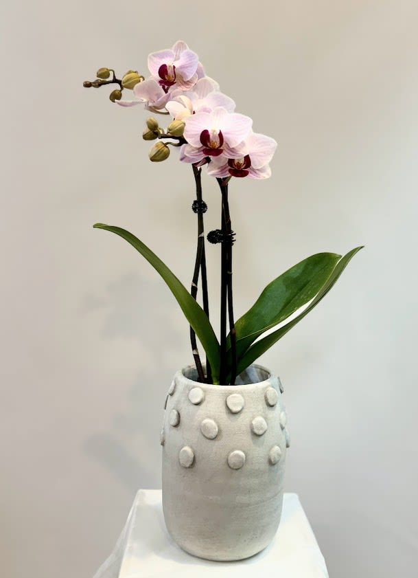 Potted orchid with pale pink blooms in a textured white vase