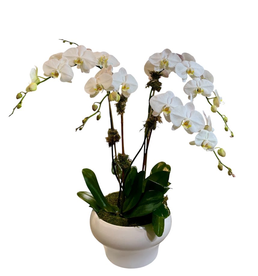 White orchid plant in a white ceramic pot
