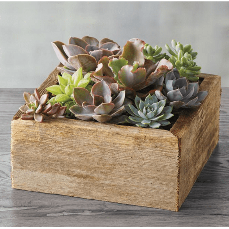 Succulent Garden 7 - We’ve gathered a lush selection of succulents inside a reclaimed wood container. The subtle tones of these hardy green plants are set off by the rugged, deeply textured wood, creating a rustic, stylish centerpiece that will spruce up their space (or yours) from season to season.