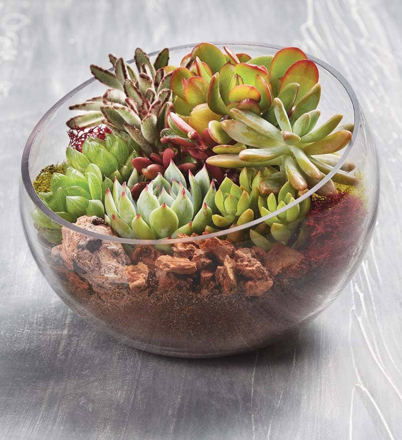 Succulent  Garden 8 - Easy to maintain our succulents are a unique and delightful way to bring lush pops of nature to any décor. Our delightful glass terrarium features an assortment of succulent varieties and includes decorative moss and rock details. Give one as a gift to someone special - including yourself!