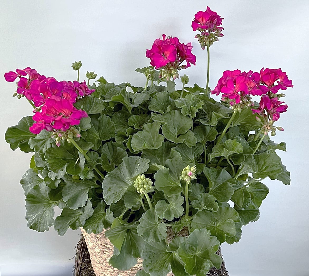 Potted plant with bright pink flowers and dense green leaves in a woven basket