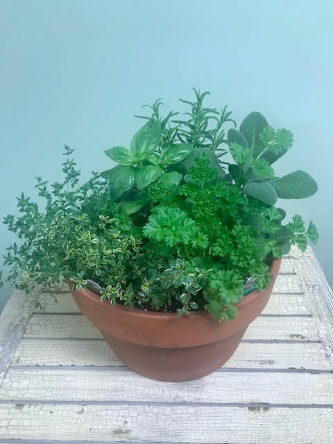 A terracotta bowl planter filled with assorted green herbs and foliage