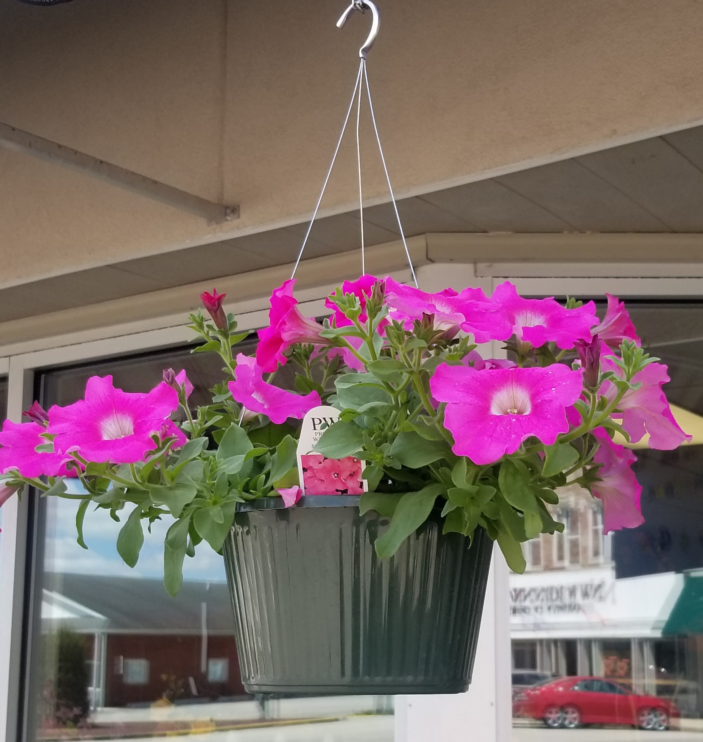 Hanging pot of bright pink petunias in a dark green container
