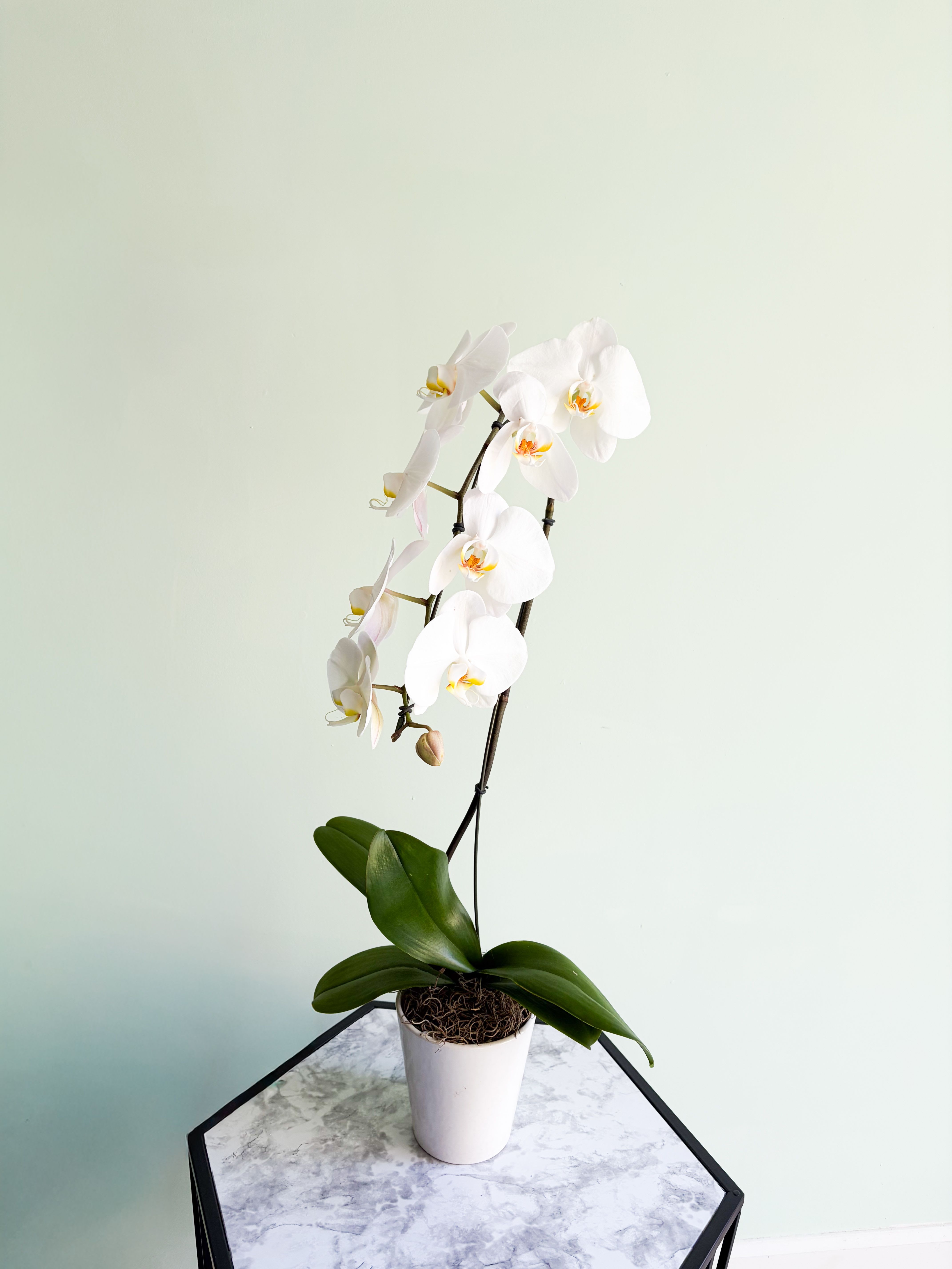 WHITE ORCHID - Bring a touch of sophistication and serenity into your home or office with this stunning white orchid. Known for its graceful blooms and delicate petals, the white orchid symbolizes purity, elegance, and new beginnings—making it a perfect gift or a refined addition to your own décor.