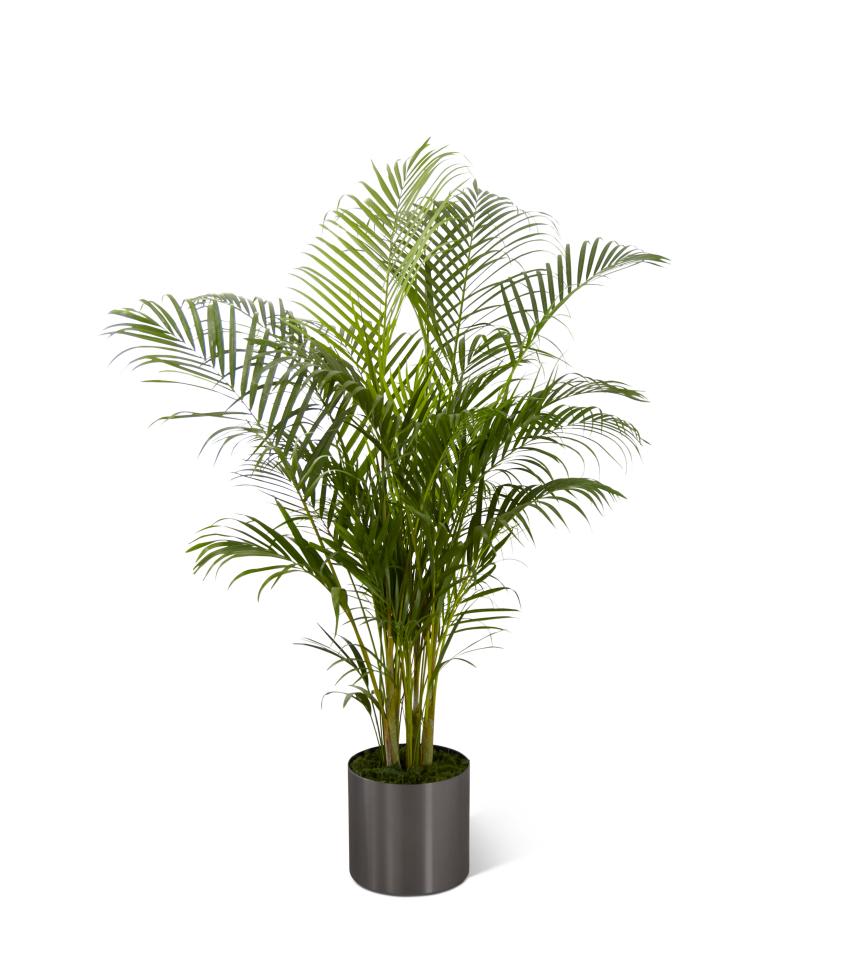 Potted palm plant in a dark cylindrical container