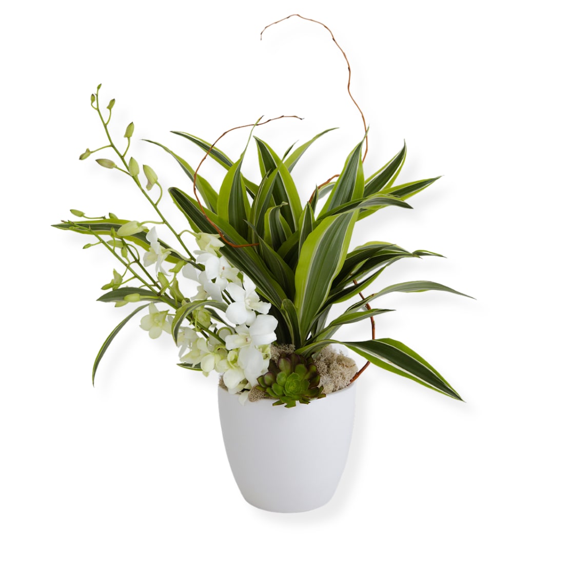 Fresh cut &amp; dracaena - A beautiful mix of orchids and dracaena to dress up any occasion.