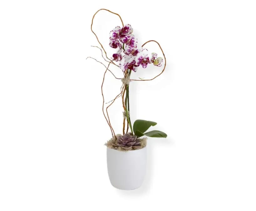 Potted orchid arrangement with purple-and-white blooms in a white container