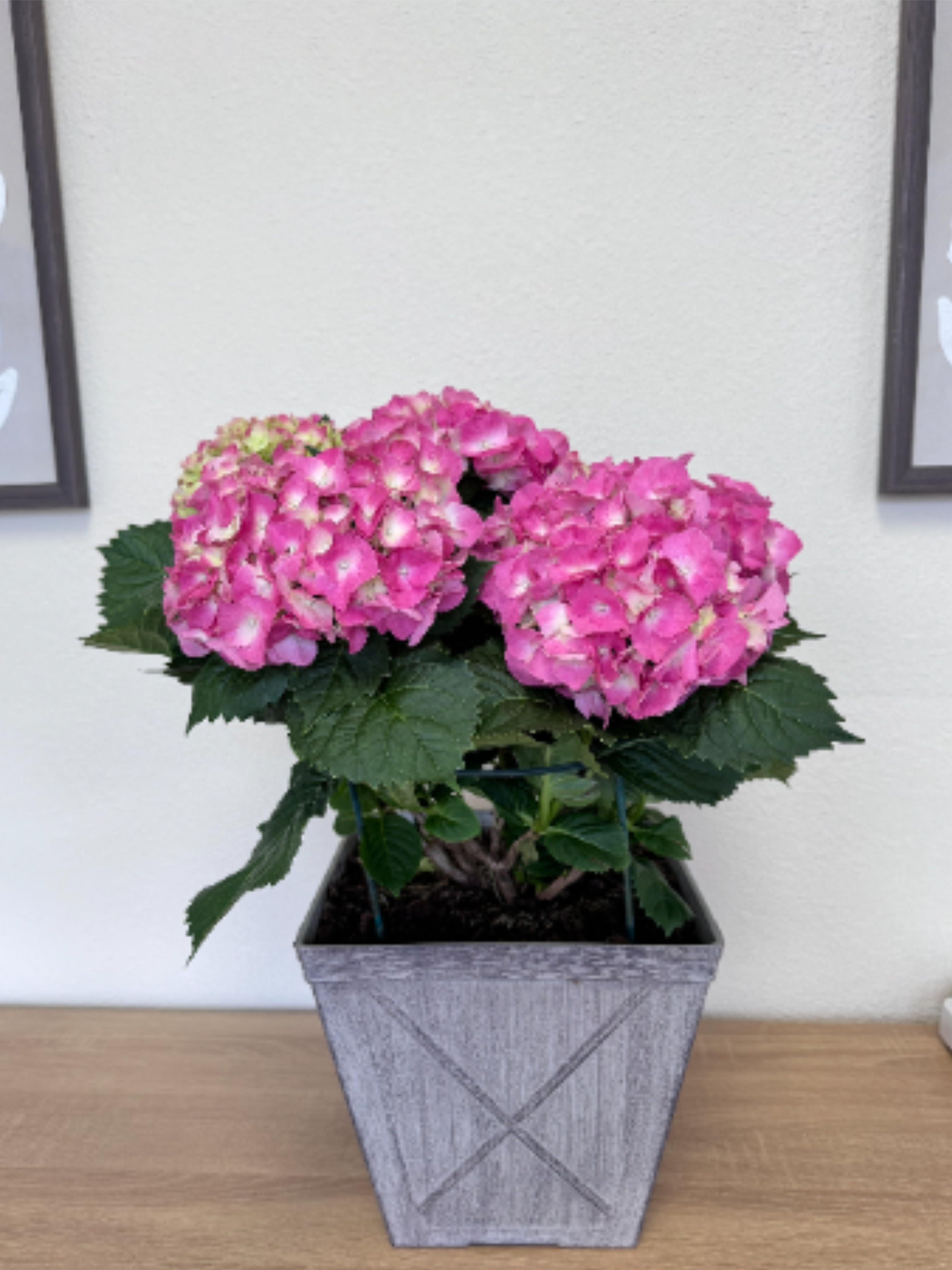 Hydrangea Plant- Pink - Bright clusters of pink hydrangea blooms create an immediate sense of warmth and celebration - a potted hydrangea plant perfect for Mother's Day!
