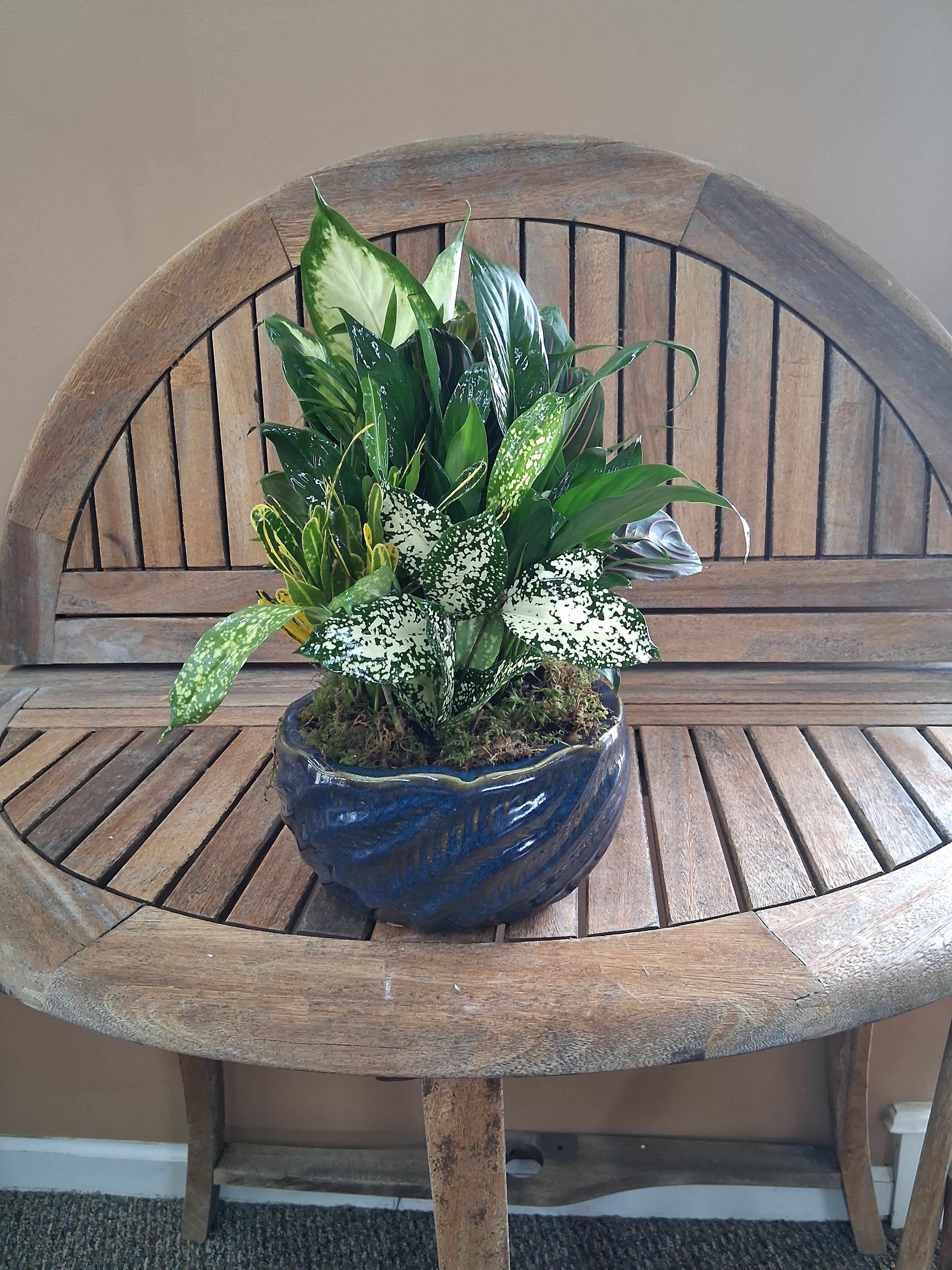 Small Ceramic Dish Garden  - Mixed green plants in a ceramic container. Plant and ceramic color will vary.