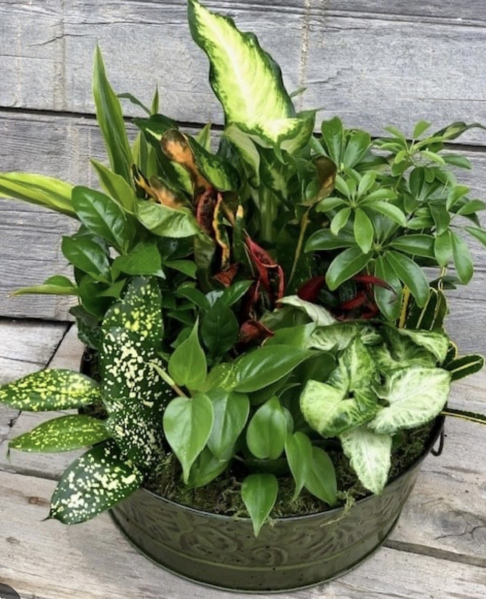 12 inch dish garden in metal container  - Beautiful dish garden in metal container. Containers and plants will vary but will have the same overall look. 