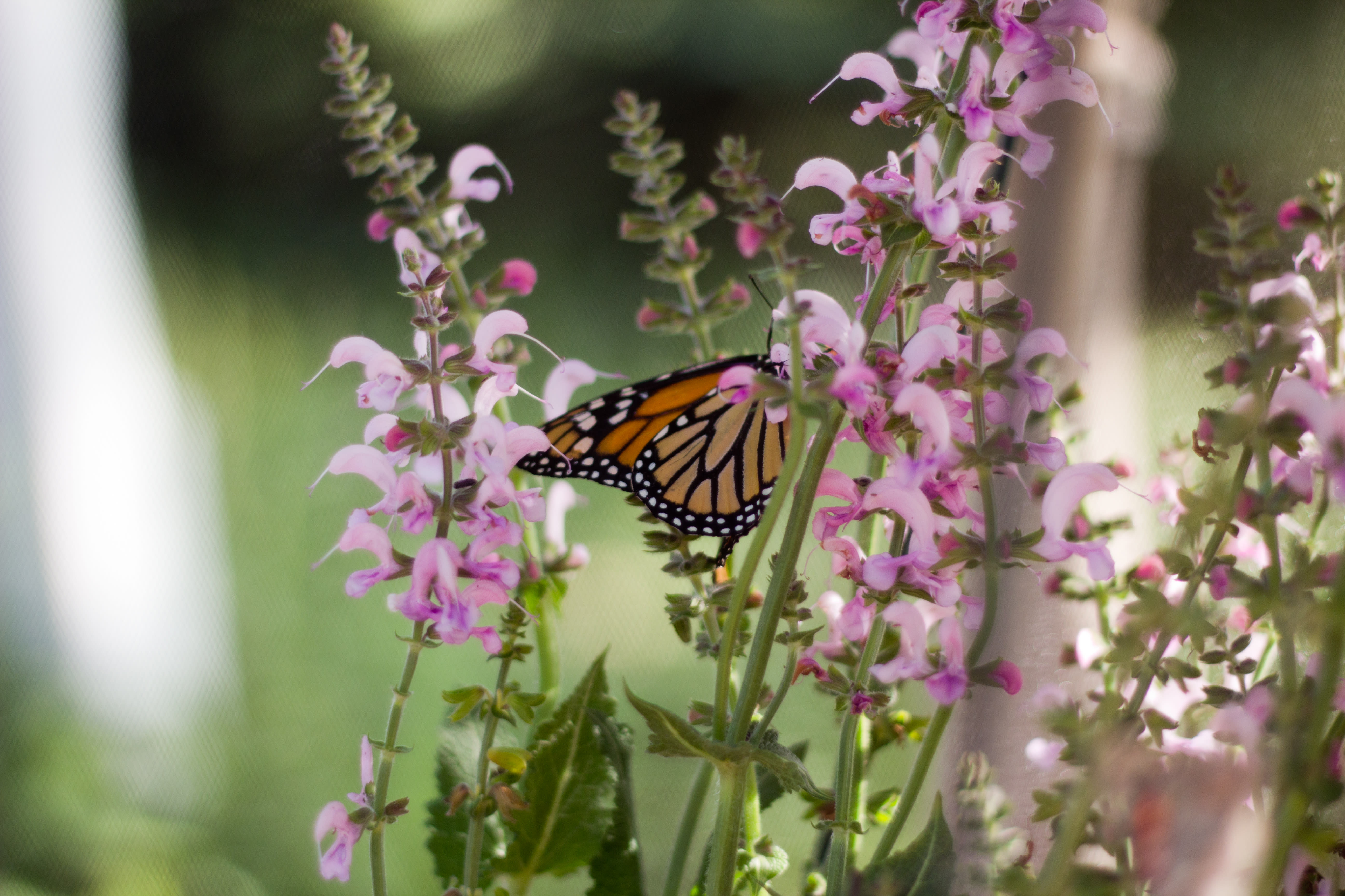 Pink flowers with a monarch butterfly perched among them