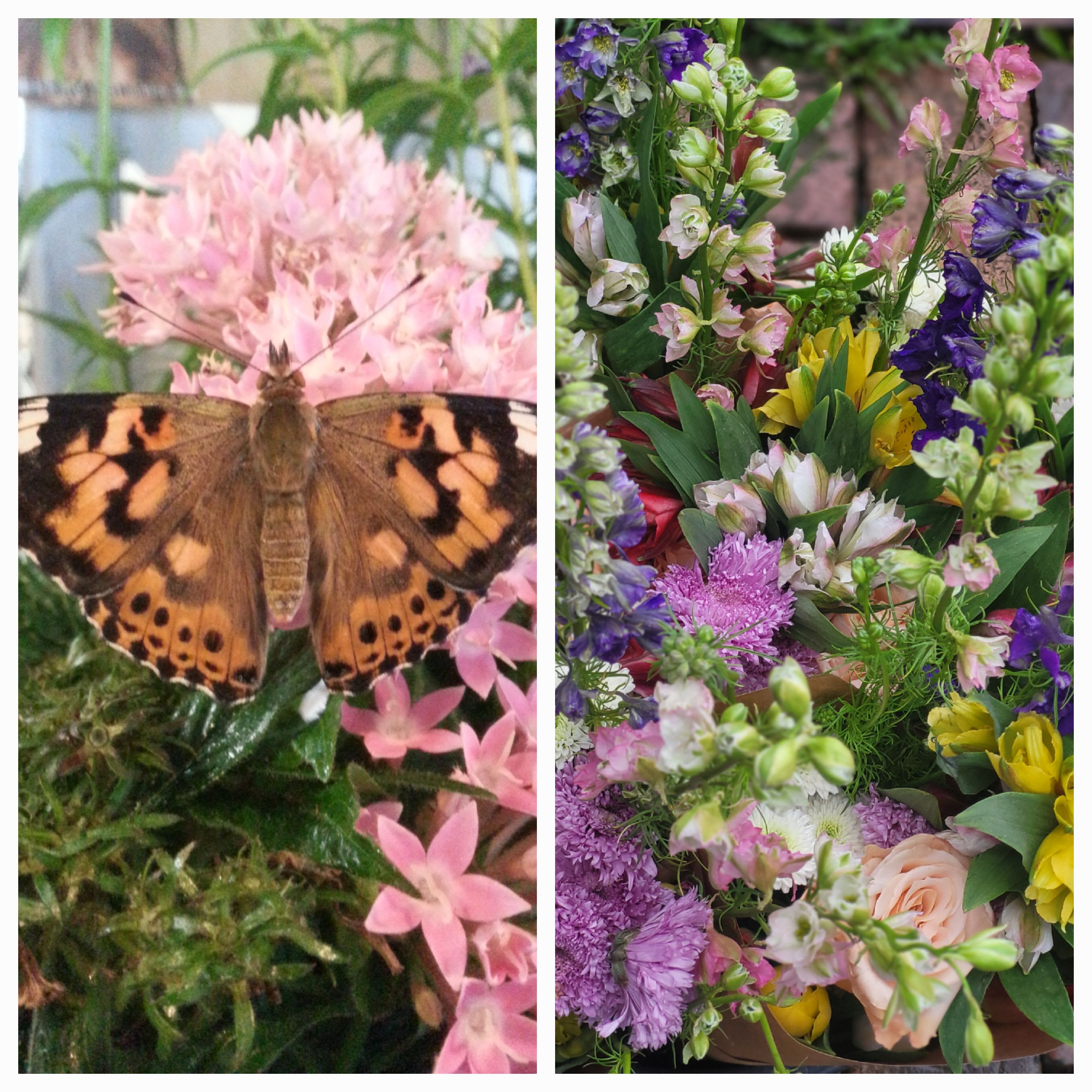 Butterfly on pink flowers beside a mixed bouquet of colorful blooms