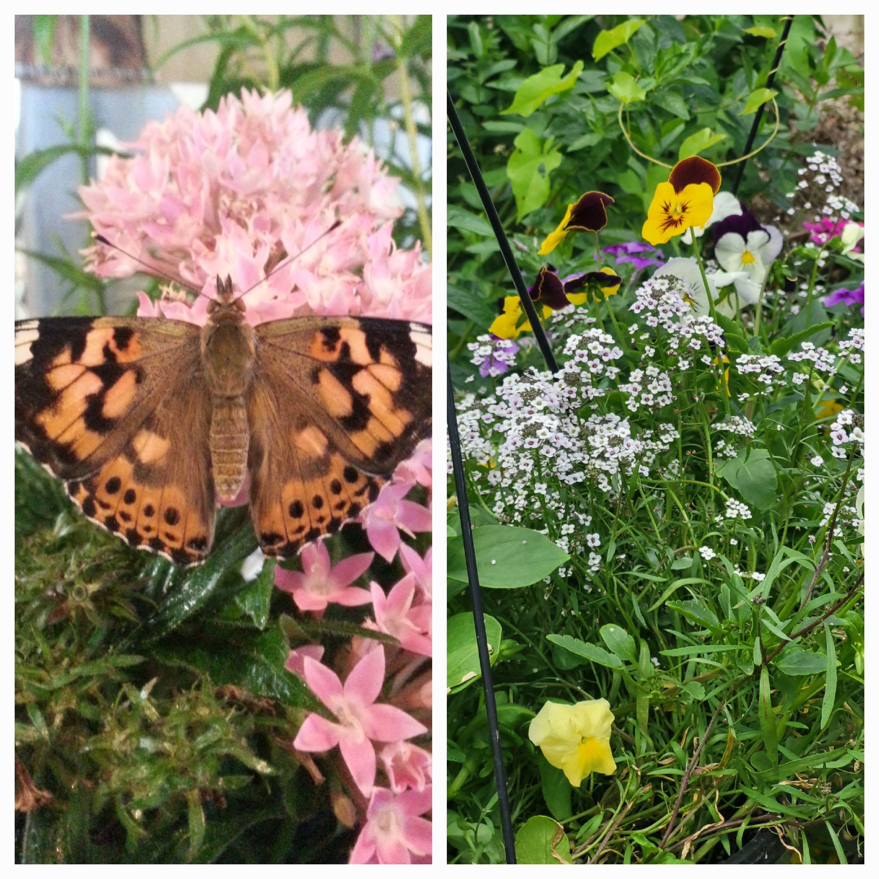Butterfly on pink flowers beside a garden bed of mixed pansies and small white blooms