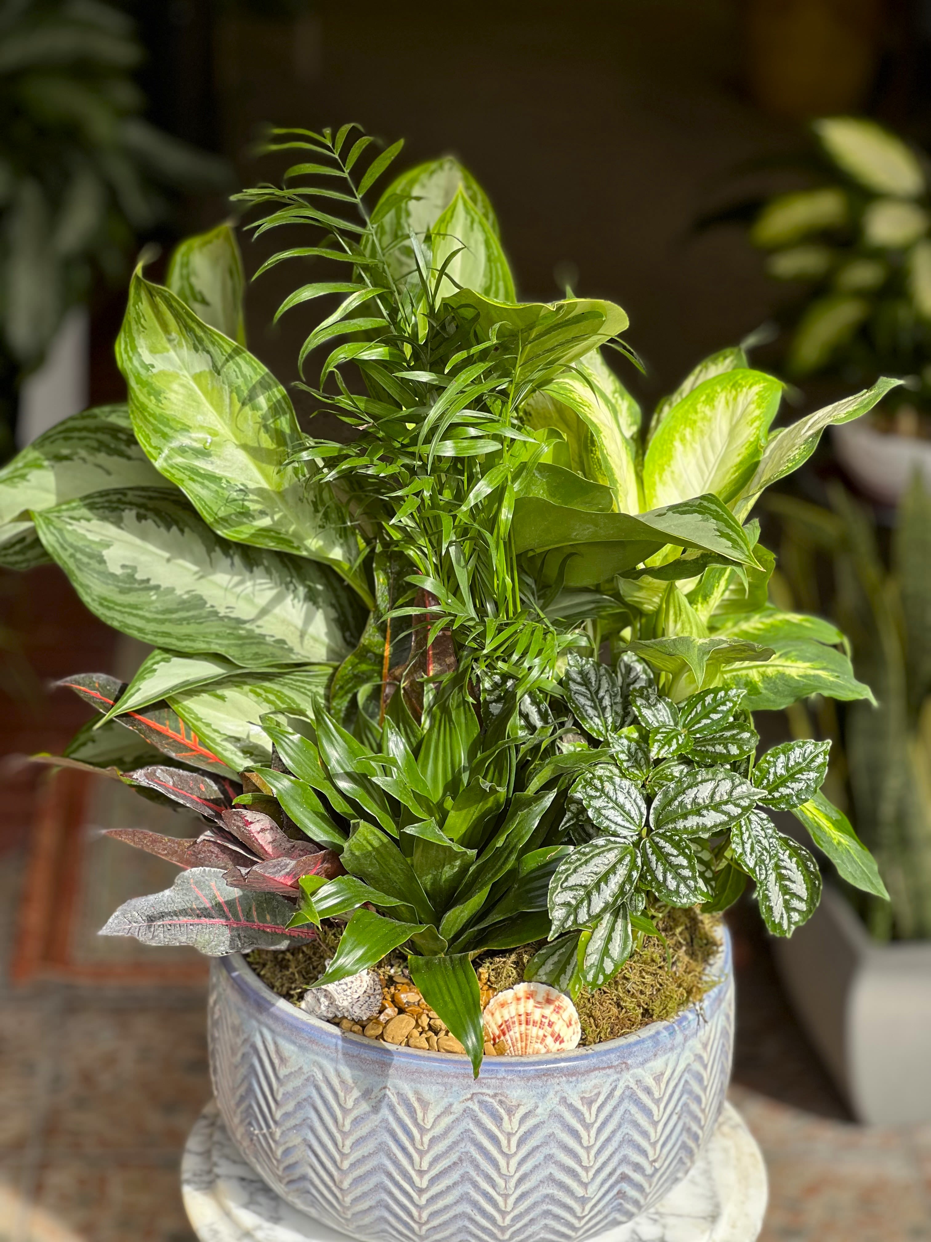 Mixed potted houseplants in a decorative ceramic planter
