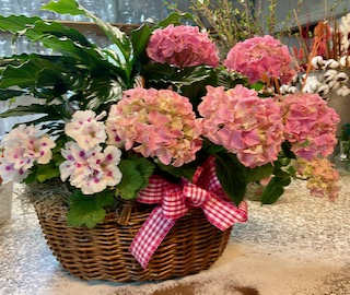 Hydrangea Plant Garden - This magnificent plant garden is the perfect gift for spring!  Basket includes peace lilies, Martha Washington geraniums and beautiful hydrangea.  Delight your family and friends with this gift that keeps on giving!  