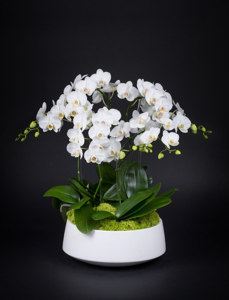 White orchid arrangement in a white bowl planter