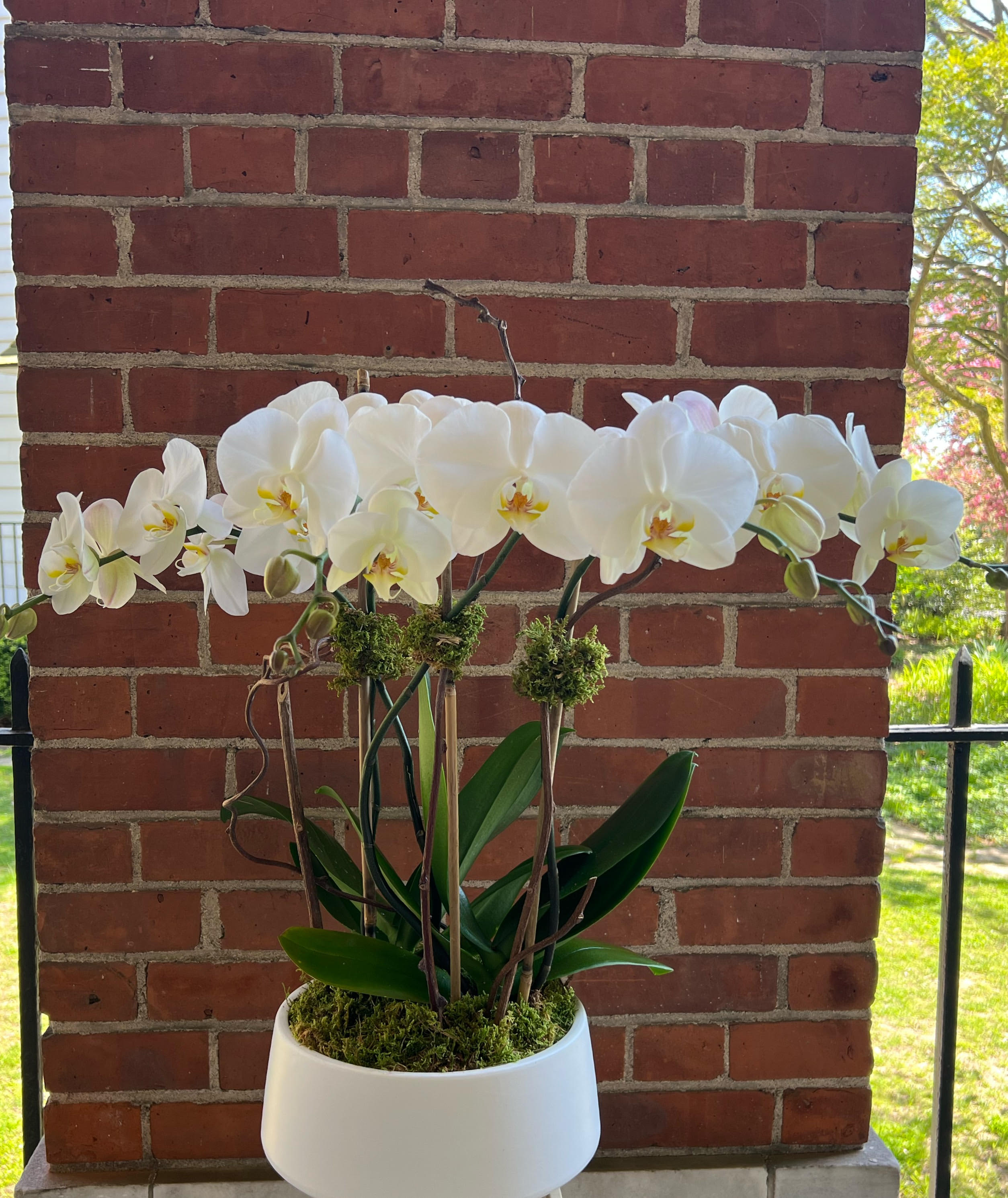 White orchids arranged in a white pot against a brick wall.
