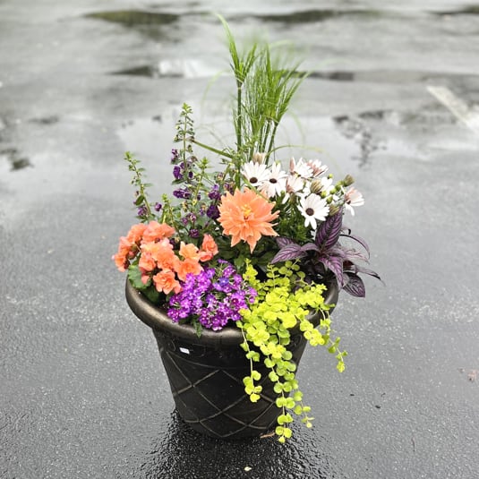 Outdoor mixed flower planter with orange, white, and purple blooms in a dark pot