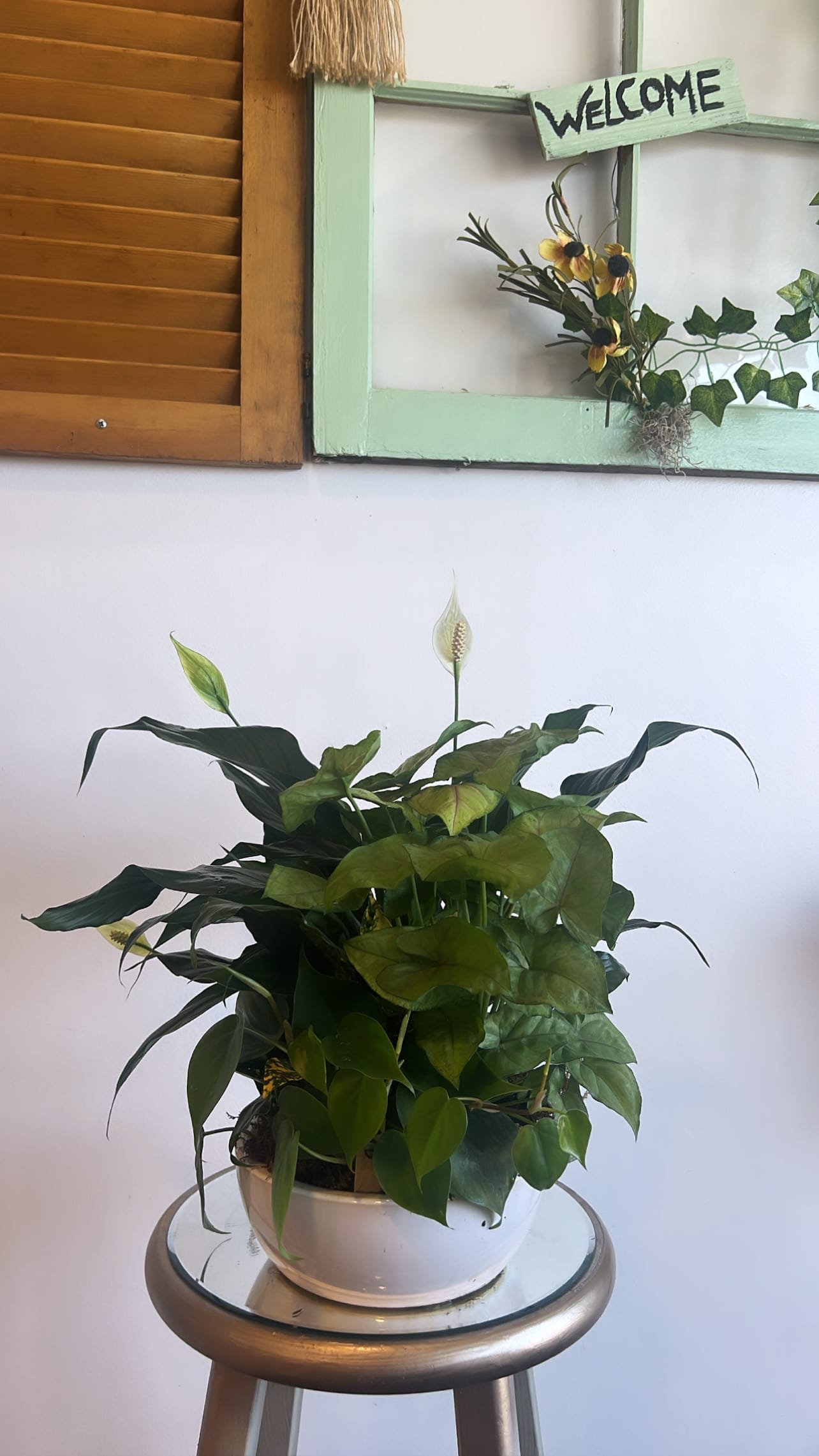 Potted peace lily with white blooms in a white bowl planter