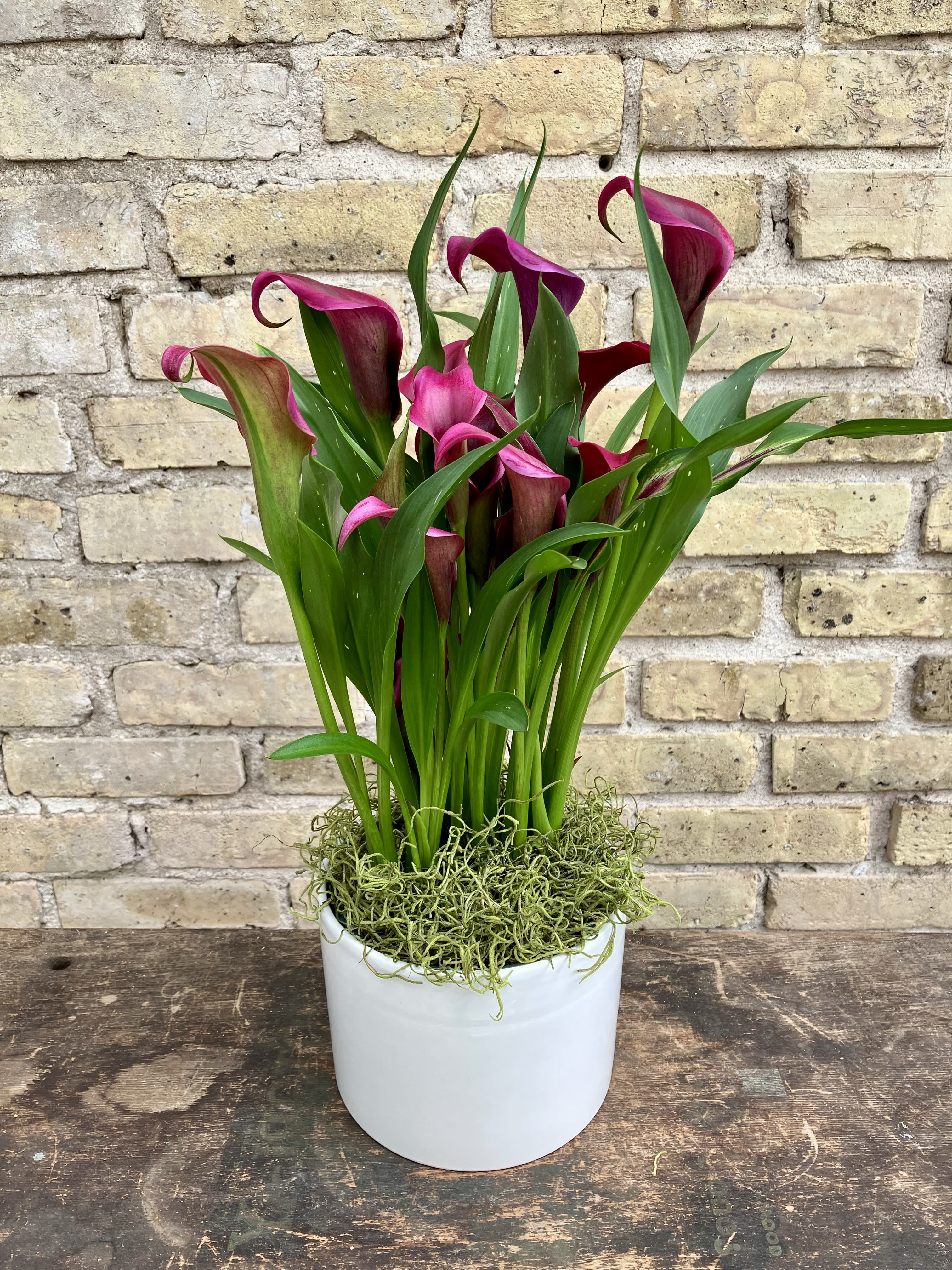 Lovely Calla II - A Beautiful Calla Lily Plant Set Into a White Ceramic Container. Color of Calla Lily May Vary Depending  on Availability.