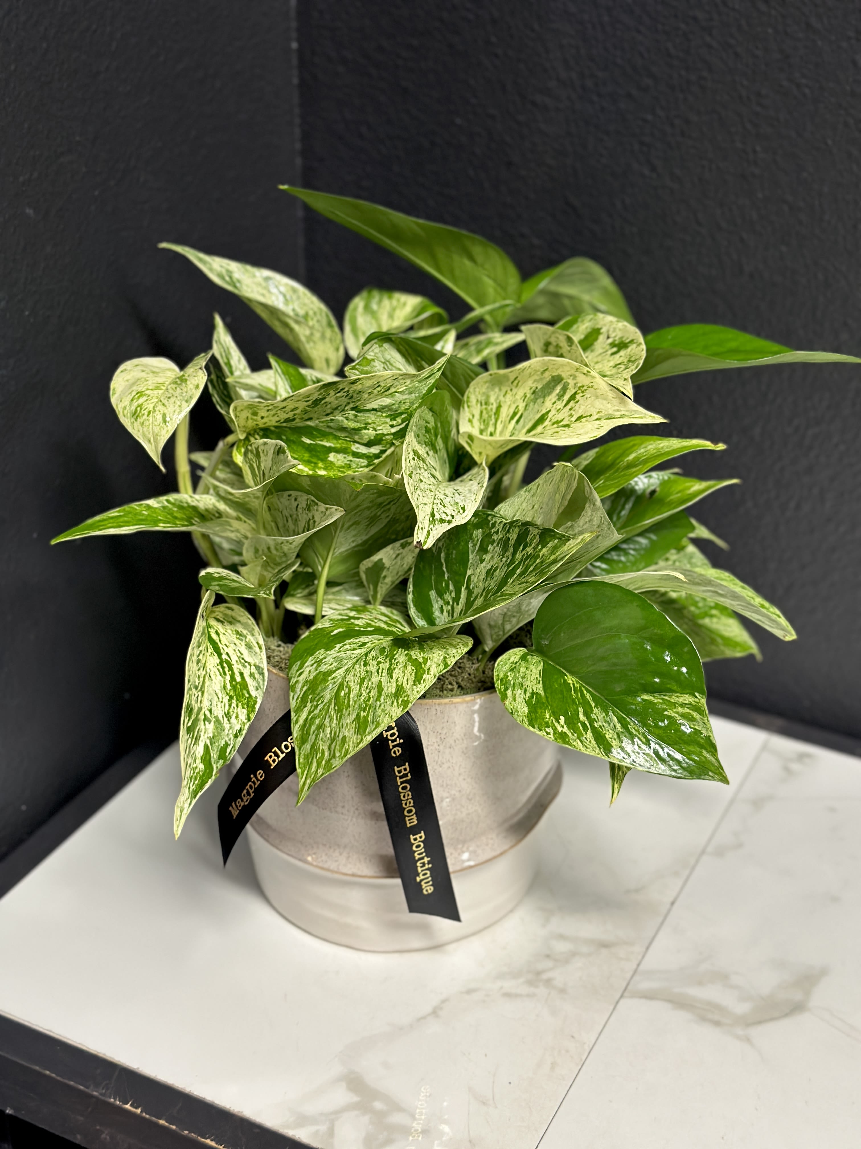 Variegated green and cream potted plant in a light ceramic pot on a marble-topped table