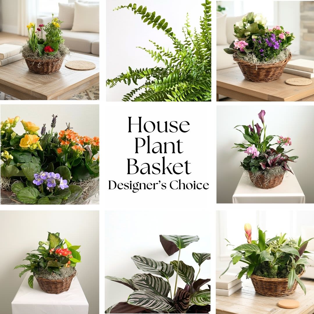 House Plant Basket  - Our House Plant Basket is perfect for all occasions. A collection of various house plants are arranged in a wicker basket with moss. Plants may vary depending on availability.  Delivery Info- We make all of our deliveries after 1pm every day. If the weather is very cold, we prefer not to leave the plant outside. Please let the recipient know that they should expect delivery.    
