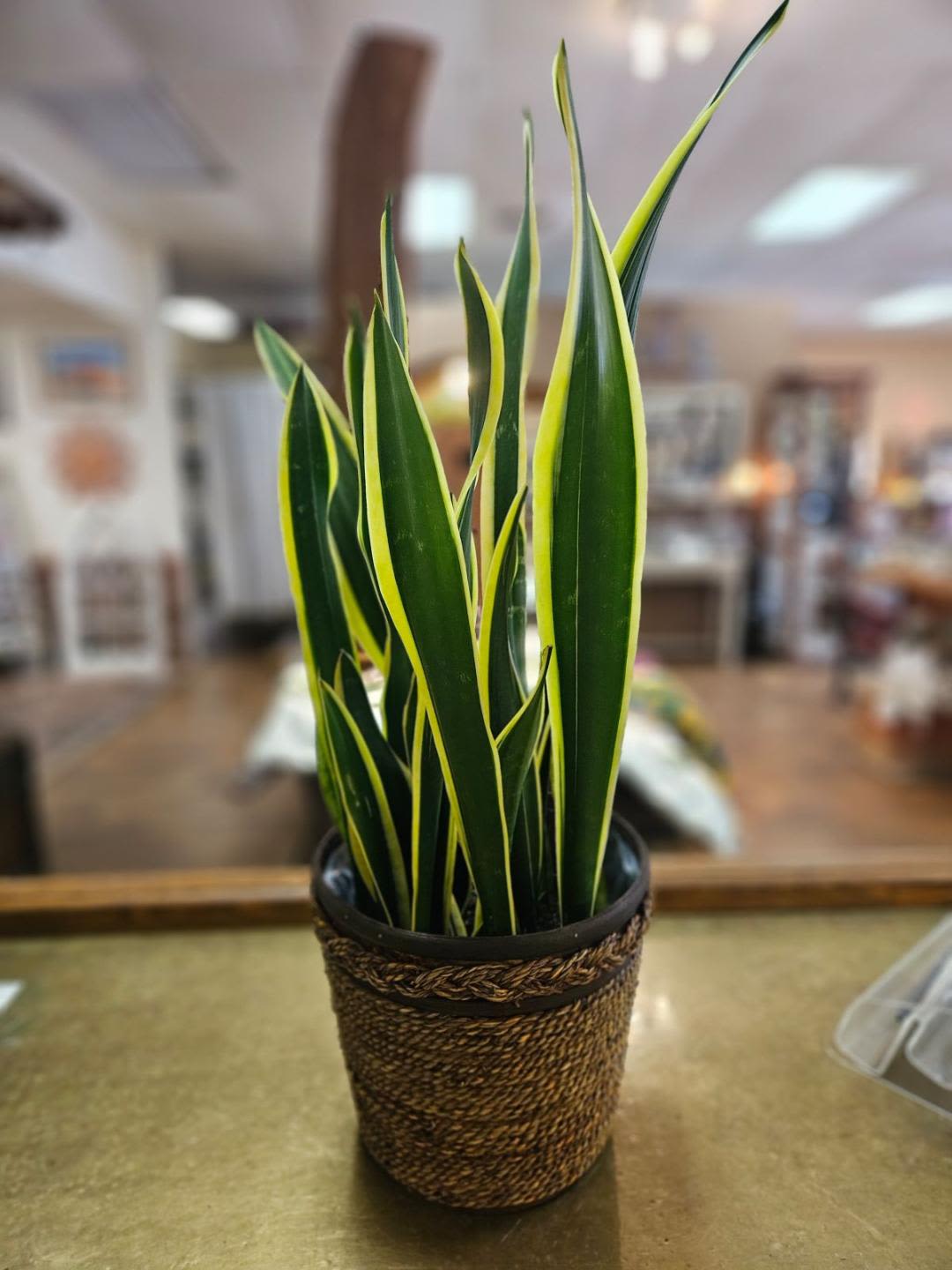 Snake Plant (8" pot) - 8 inch snake plant in wicker basket 