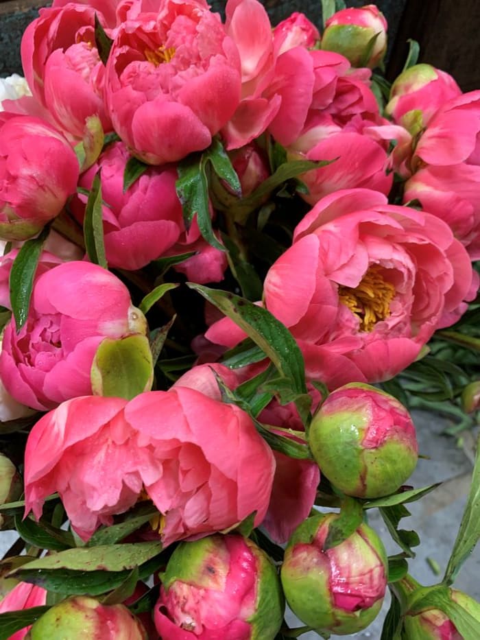 Close-up of bright pink peony blooms with green buds