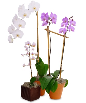 Blooming Orchid - Our designers will hand select ONE of our beautiful orchid plants for your special person. Price includes ONE orchid plant, pot size is approximately 4-5" wide. (picture shown on our website represents the varieties of orchid plants our designers choose from)